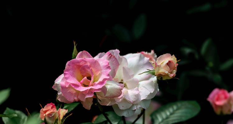 白色月季花（白色月季花的花语和象征意义）