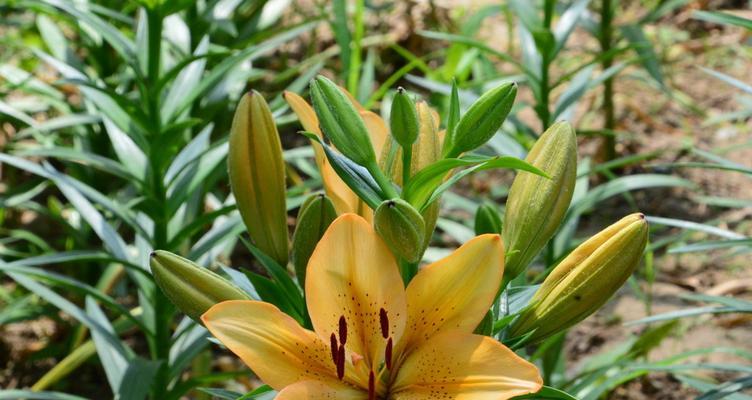 橙色百合花的象征意义与寓意（橙色百合花）