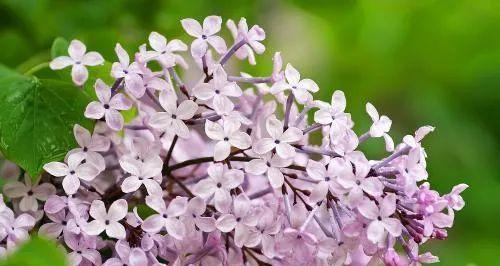 丁香花的花语与美丽传说（传递忠诚与祝福的花朵—丁香花）