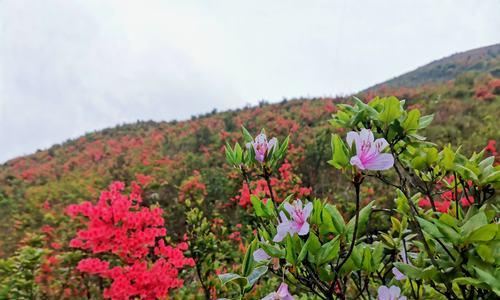 杜鹃花（婉约多情神秘而美丽）