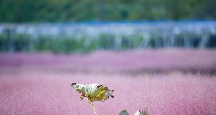 粉黛乱子草花语寓意（粉黛乱子草花语揭示人生的真谛）