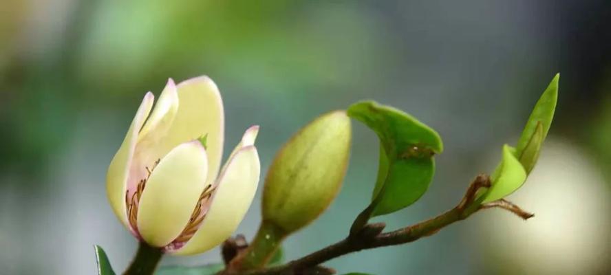 含笑花花语揭秘——快乐与喜悦的化身（含笑花）