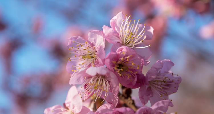 红叶樱花花语之美（探寻红叶樱花花语的深度和温暖）