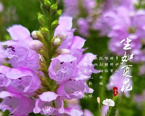 以假龙头花花语是什么（揭秘假龙头花的含义和象征）