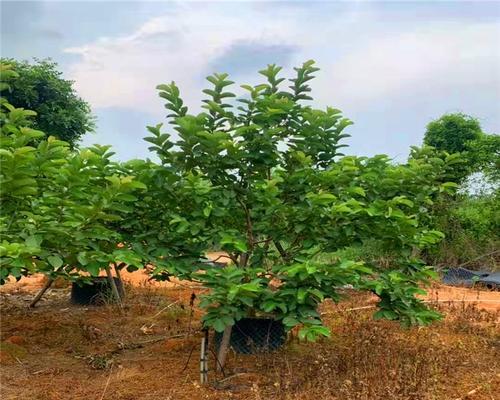 揭秘“以假植苗”行业内幕（探索植苗市场黑暗面）