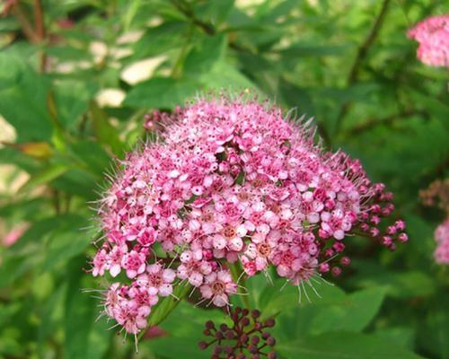 金山绣线菊的花语（探寻金山绣线菊的花语之美）