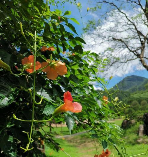 金钟花的花语及寓意（探索金钟花的神秘花语）