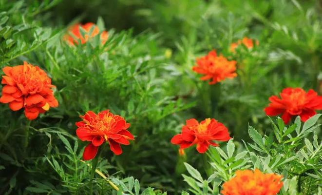 孔雀草的花语与意义（孔雀草花语解读及相关文化背景）