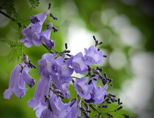 蓝楹花的花语与意义（深情美丽的蓝楹花传递着怎样的讯息）