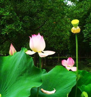 莲花的象征意义（莲花的美丽与纯洁）