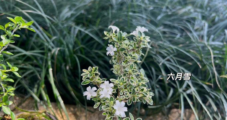 六月雪的花语——寒夏中的奇迹（绽放在炎炎夏日的奇妙雪花）