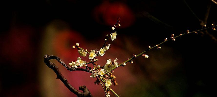 梅花的象征意义及文化内涵（探寻梅花背后的深层寓意）