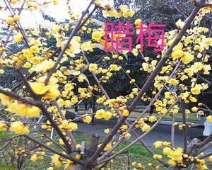 家里也能种梅花（家庭梅花种植方法及注意事项）