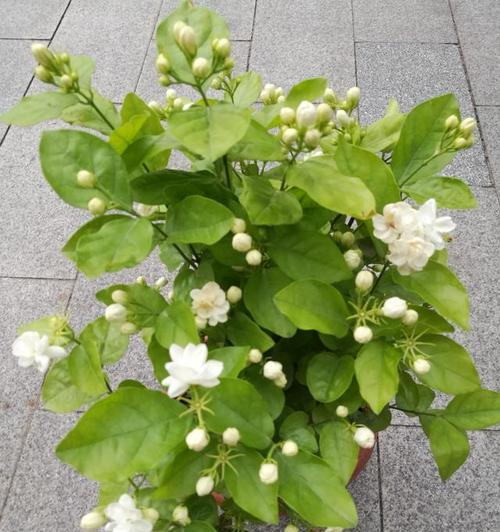 家里也能种茉莉花（教你在家享受芳香气息的小窍门）