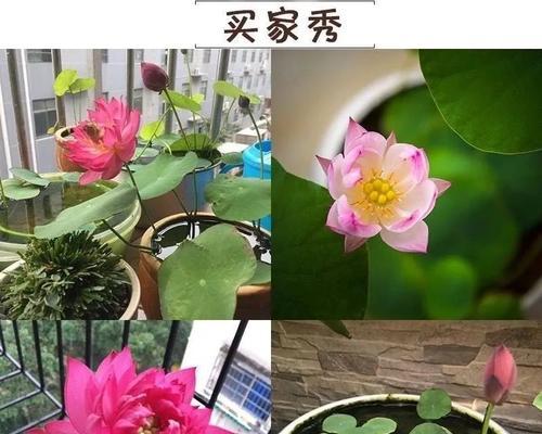 家里可以种碗莲吗（了解碗莲的种植和养护技巧）