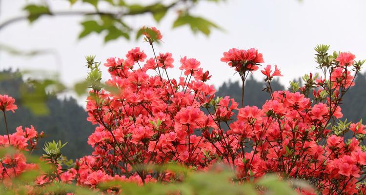 种映山红，让家园更美丽（家里种植映山红的方法和注意事项）