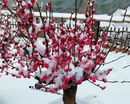 家中养梅花，风水大好（营造宜人居家环境）