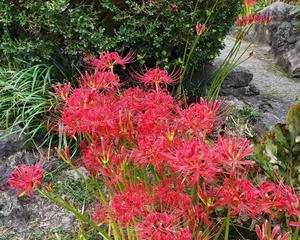 家里也能种彼岸花吗（了解彼岸花的种植方法）