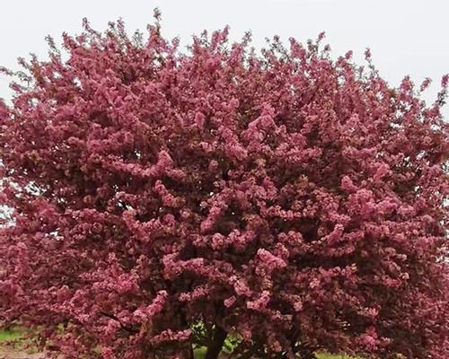 在家中种植美丽的海棠树（如何在家中种植和护理海棠树）