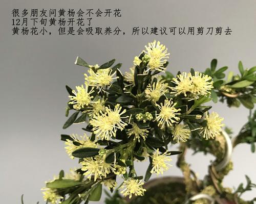 家庭种植黄杨树的全攻略（探究黄杨树的种植过程与注意事项）