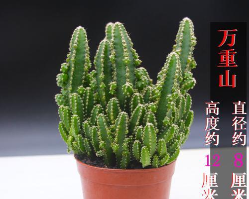 在家里种植仙人掌，这些你需要知道的！