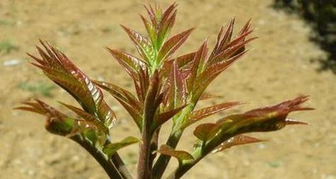 在家里种植香椿树的方法和技巧（如何在家里成功种植香椿树）