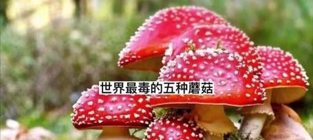 家里不能养蘑菇的原因（为什么蘑菇在家里不宜生长）