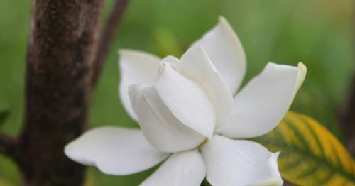 栀子花的花语象征与寓意（探寻栀子花的传达之言）