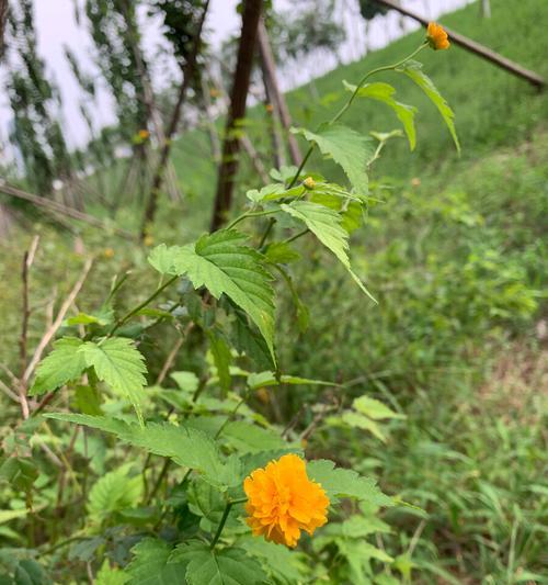 重瓣棣棠花——美丽与坚韧并存的花语（用花朵诉说坚韧和美丽的故事）