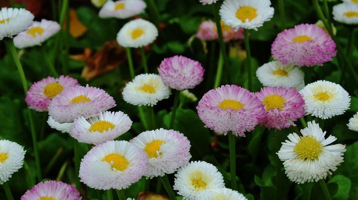 皱菊花的花语和寓意（揭开皱菊花神秘的花语密码）