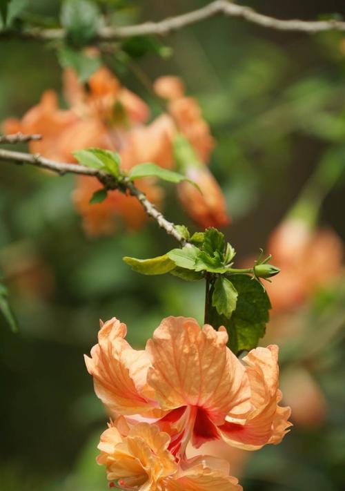 朱槿花之美（探寻朱槿花的花语及其在文化中的象征意义）