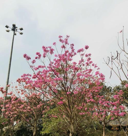 紫花风铃木的花语与意义（紫花风铃木的魅力与象征）