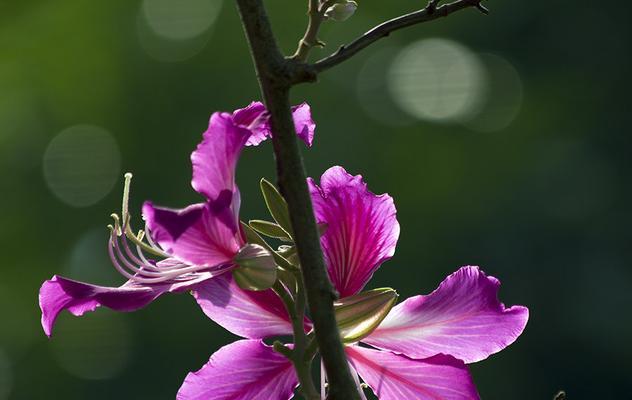 宫粉紫荆花（传递幸福的花海）