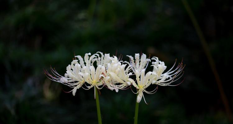 紫色曼陀罗花的花语及寓意（紫色曼陀罗花的神秘与优雅）