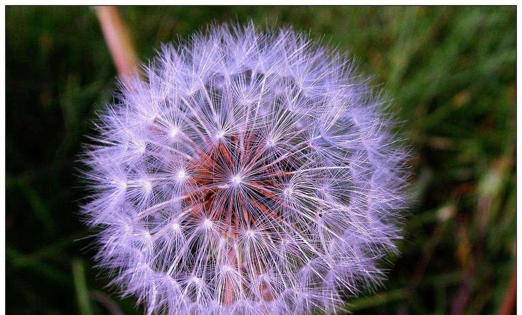 紫色小雏菊的花语与寓意（紫色小雏菊的神秘色彩与美丽象征）