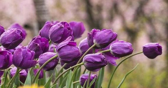 紫色郁金香花语的深意（探索紫色郁金香所传递的情感和象征）