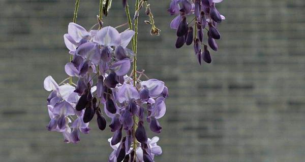 紫藤花的花语与传说（紫藤花的傲慢与柔美）