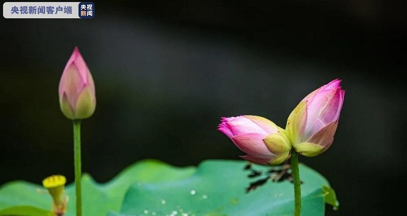 并蒂莲花的象征意义及内涵（探寻并蒂莲花的美丽与哲理）