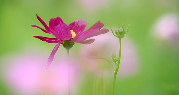 以波斯菊的花语是什么（探究波斯菊的花语与意义）