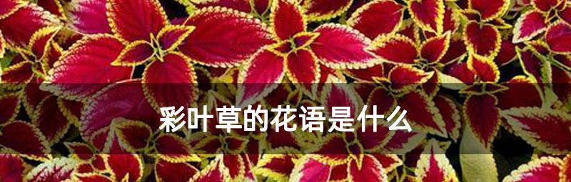 以彩叶草的花语和寓意（探索彩叶草的花语和丰富寓意）