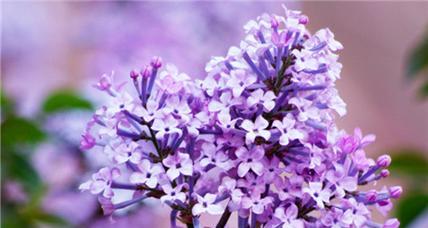 丁香花的花语（绽放青春的美丽丁香花）