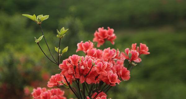 杜鹃花语——生命与希望的象征（杜鹃花的美丽与寓意）