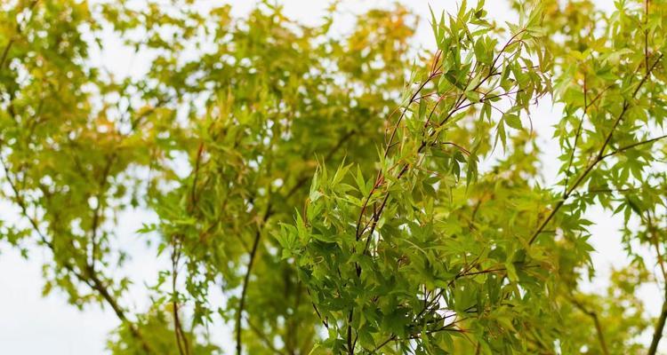 枫叶的花语（枫叶的花语解读及其象征意义）