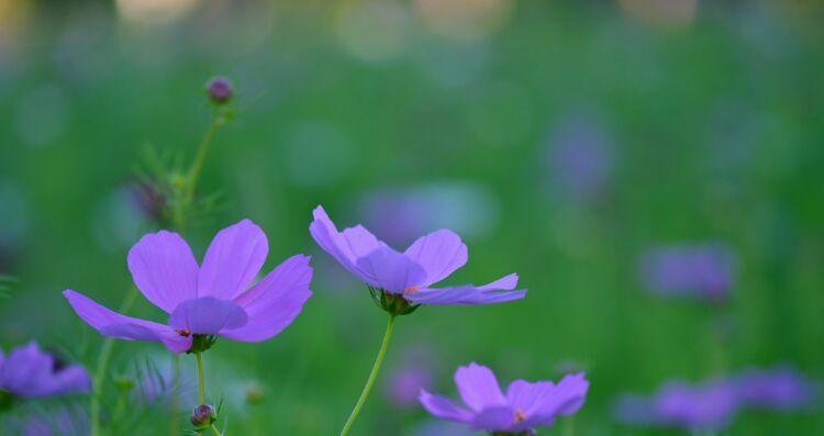 格桑花（探寻格桑花的花语与美丽）