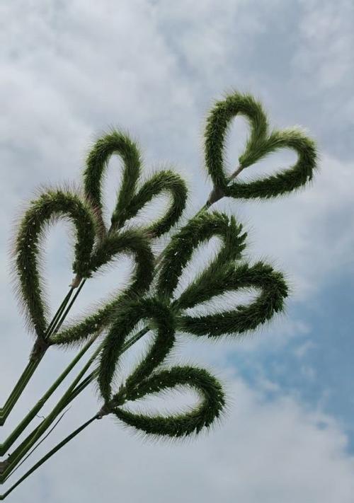 狗尾草的花语之美（揭秘狗尾草的神秘语言）