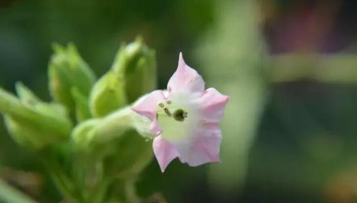 合果芋的花语及象征意义（探索合果芋的美丽与寓意）