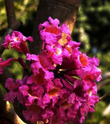 红花风铃木的花语（探寻红花风铃木的花语之美）