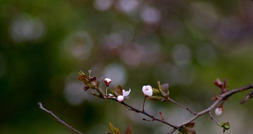 红叶李的花语及其寓意（探寻红叶李的花语和象征意义）