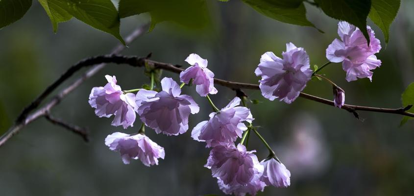 红叶樱花的花语及其寓意（探寻红叶樱花的美丽和深刻内涵）