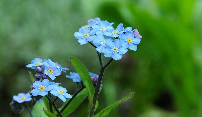 以蓝桉花语传递美好情感（传递温馨）